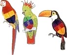 Assorted Tropical Birds